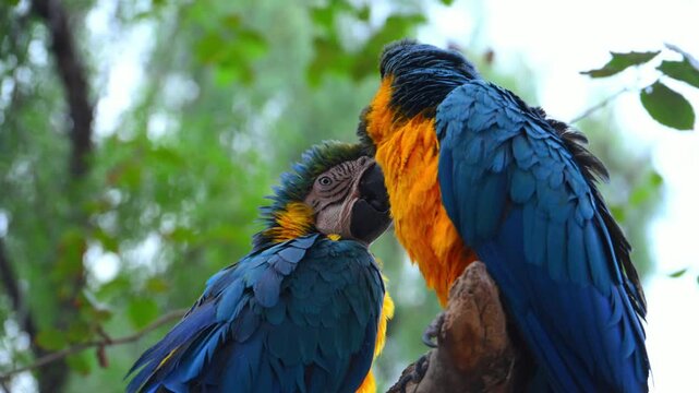 A pair of blue and yellow macaws (Ara ararauna) against a background of green foliage.