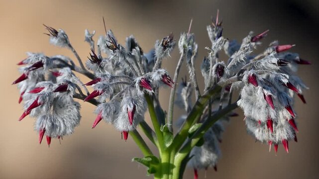 grey and red colores flower