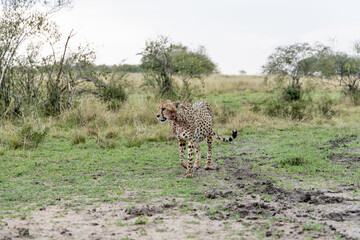Blood stained cheetah walking after feeding © mktuteja