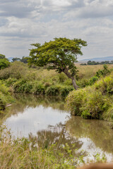 Mara River landscape with leaning acacia tree © mktuteja