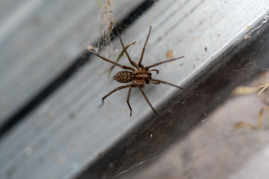 common house spider tegenaria domestica on a silk web sheet in a dark garage corner perfect for pest control wild nature and macro arachnid photography