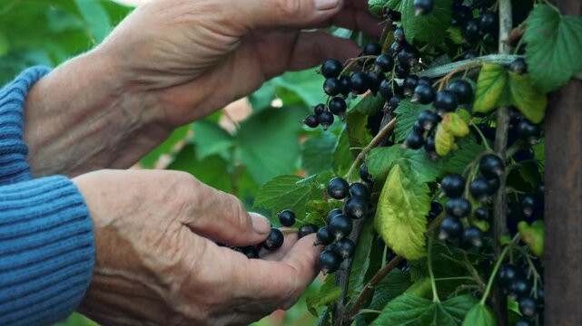 Senior woman wrinkled hands carefully picking ripe juicy blackcurrants from green bush in garden. Organic farming and harvesting fresh healthy vitamin rich fruit for homemade jam