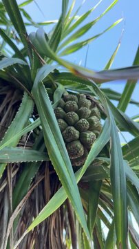 Tropical Pandanus Fruit on Screwpine Tree with Spiky Leaves