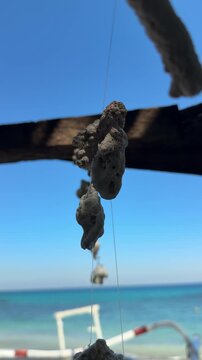 Hanging coral and shell wind chimes at a tropical beach.