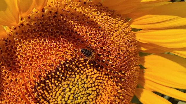Video of a bee in the center of a sunflower