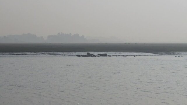 A herd of buffaloes swimming across a river the banks of a flooded river area of Char Kalatali Island in Bhola district of Barisal division.