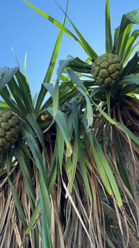 Tropical pandanus fruit growing on a screw pine tree under a clear blue sky.