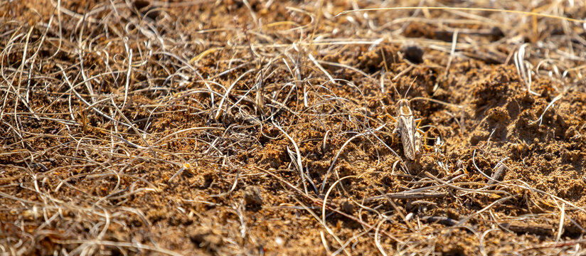 Locust close-up on plants. Locust invasion of agricultural fields. Exotic food of Asia.