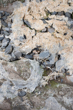 Dried seaweed on a beach