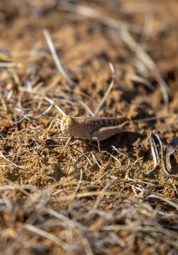 Locust close-up on plants. Locust invasion of agricultural fields. Exotic food of Asia.