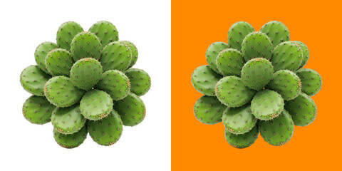 A top down view of a vibrant green prickly pear cactus against split color backgrounds © Abu