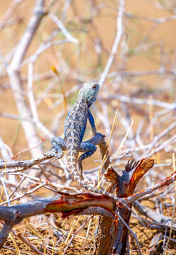 The blue agama sits in ambush on sand and branches and hunts for insects. Beautiful blue lizard close-up in the wild.
