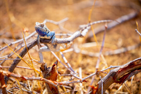 The blue agama sits in ambush on sand and branches and hunts for insects. Beautiful blue lizard close-up in the wild.
