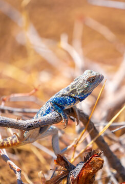 The blue agama sits in ambush on sand and branches and hunts for insects. Beautiful blue lizard close-up in the wild.