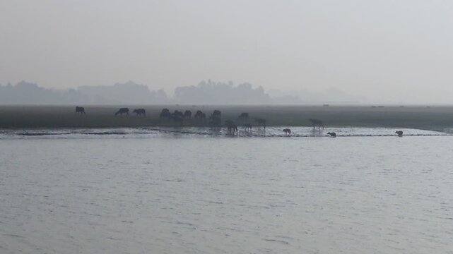A herd of buffaloes swimming across a river the banks of a flooded river area of Char Kalatali Island in Bhola district of Barisal division.