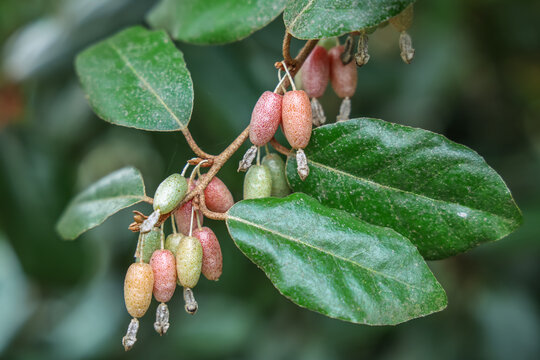 Elaeagnus pungens is a species of flowering plant in the family Elaeagnaceae, known by the common names thorny olive, spiny oleaster and silverthorn.