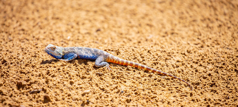 The blue agama sits in ambush on sand and branches and hunts for insects. Beautiful blue lizard close-up in the wild.
