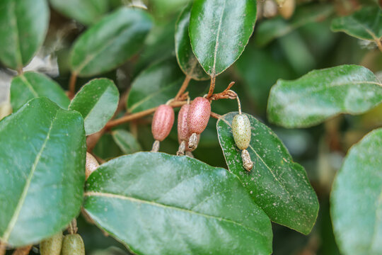 Elaeagnus pungens is a species of flowering plant in the family Elaeagnaceae, known by the common names thorny olive, spiny oleaster and silverthorn.