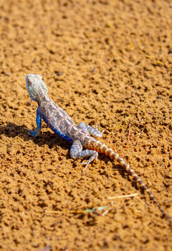 The blue agama sits in ambush on sand and branches and hunts for insects. Beautiful blue lizard close-up in the wild.