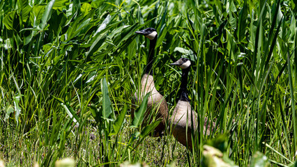 Pair of Canada geese standing together in tall grass © Walking With Camera