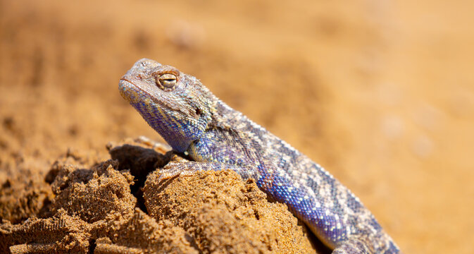 The blue agama sits in ambush on sand and branches and hunts for insects. Beautiful blue lizard close-up in the wild.