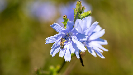Small bee collecting nectar from blue chicory flowers © Walking With Camera
