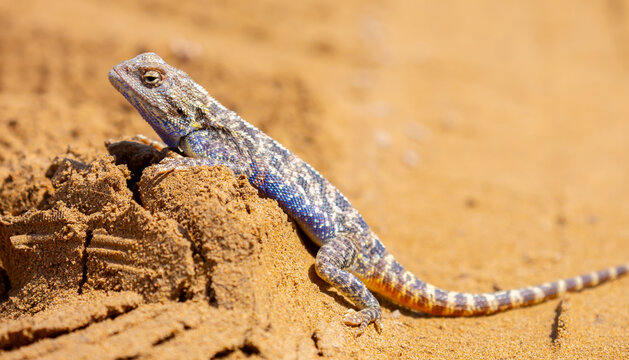The blue agama sits in ambush on sand and branches and hunts for insects. Beautiful blue lizard close-up in the wild.