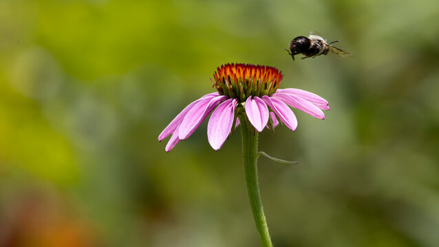 Bee flying toward a purple coneflower