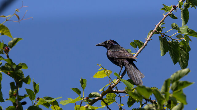Common grackle perched on a leafy branch under blue sky