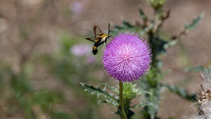 Clearwing moth feeding from a purple thistle flower © Walking With Camera