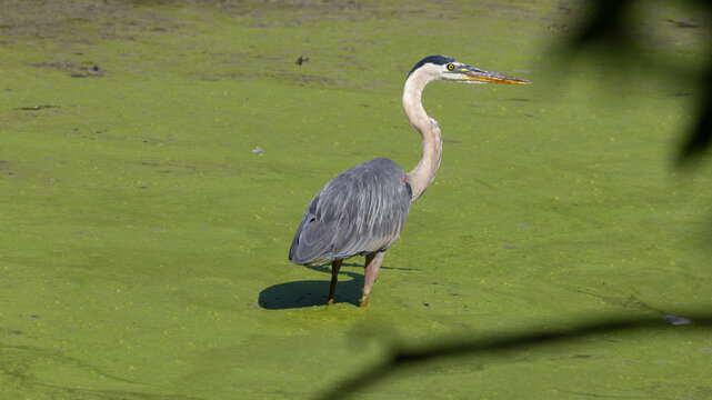 Great blue heron standing in a pond covered with duckweed