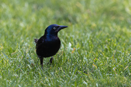 Common grackle standing in green grass at Brooklyn Bridge Park, New York