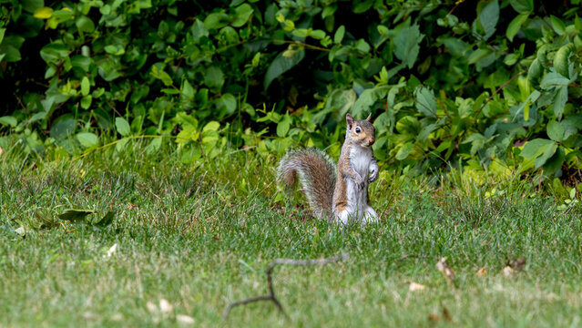 Eastern gray squirrel standing alert on a lawn