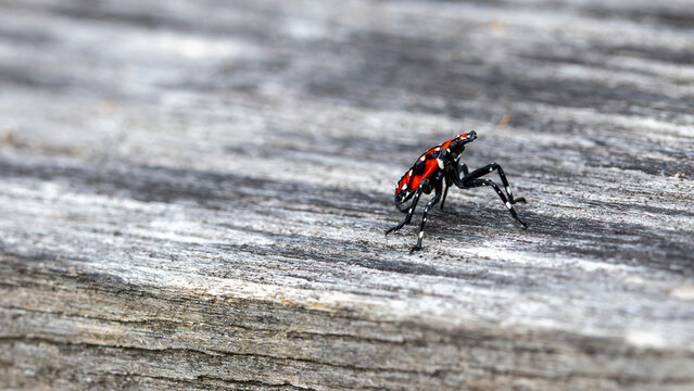 Spotted lanternfly nymph walking across weathered wood