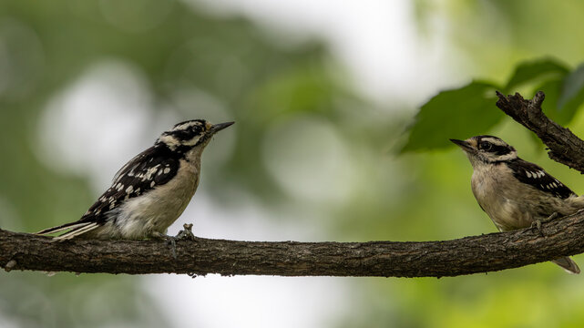 Two downy woodpeckers facing each other on a branch