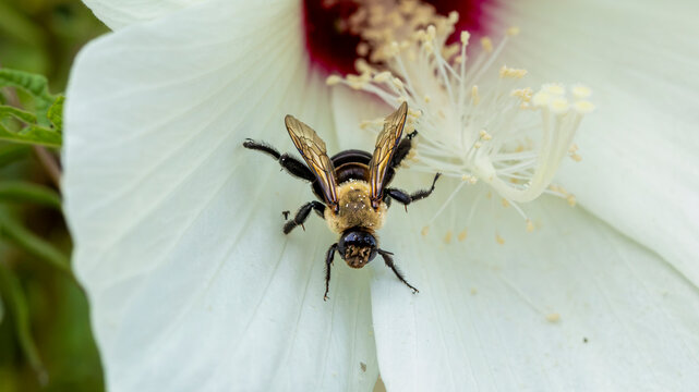 Carpenter bee covered with pollen inside a white hibiscus