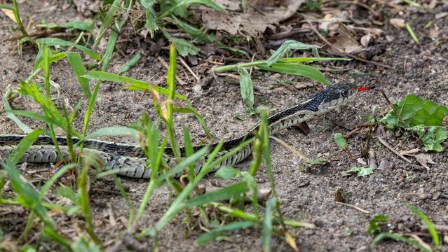 Garter snake flicking its red tongue through grass