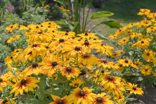 rudbeckia flowers in a summer garden