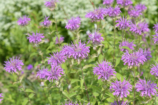 field of pink flowers, or bee balm (Monarda) in a summer garden
