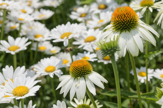 flower garden with white Echinacea purpurea and Leucanthemum vulgare in full bloom