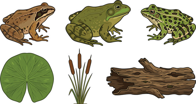 Realistic Pond Wildlife Vector Set with Common Frog American Bullfrog Northern Leopard Frog Lily Pad Cattails and Decaying Tree Log Elements