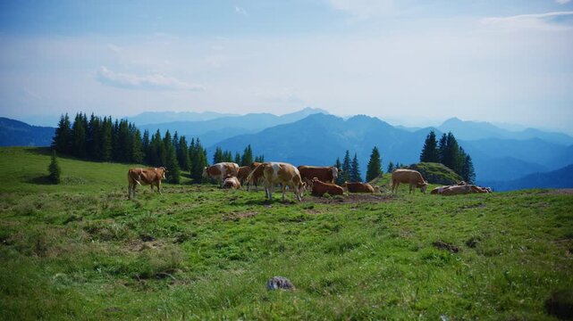 Herd of alpine cows grazing near Rotwand in the German Alps