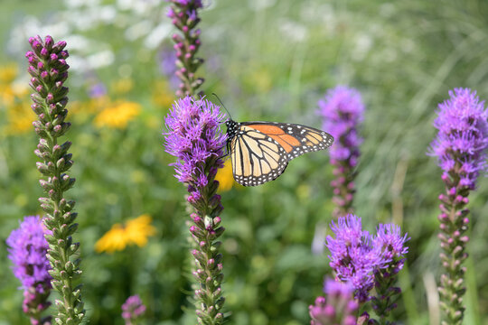 Danaus plexippus nectaring on Lythrum salicaria in a sunny summer garden