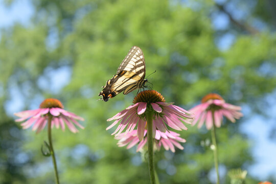 Eastern tiger swallowtail (Papilio glaucus) on echinacea