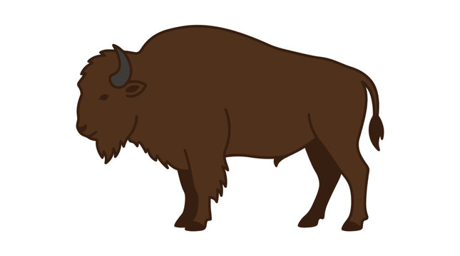 Large brown American bison standing on white background.
