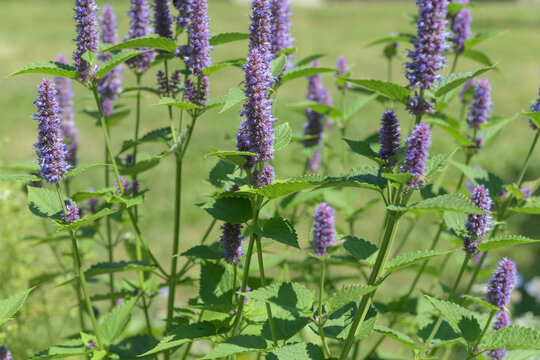 Anise Hyssop (Agastache foeniculum), a North American native perennial known for its fragrant, lavender-blue flower spike