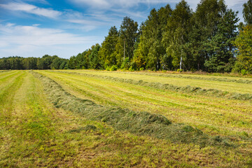 recently cut hay in a meadow during the summer © michal812