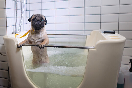 Funny photo of dog enjoying bath in an ozone bath. Wet pug stands in bathtub with its paws on edge during bath. Dog grooming. Yellow grooming harness is visible nearby