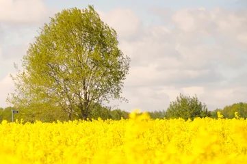 Fotobehang Geel rapeseed field, yellow rapeseed flowers  © Adam