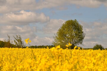 rapeseed field, yellow rapeseed flowers © Adam